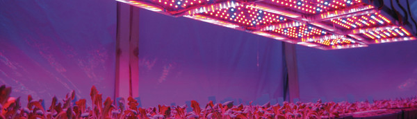 Greenhouses of the future will be lit with LEDs 